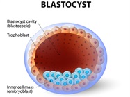 Take the Biocompare Quiz: 3D Cultures, Trophoblast Stem Cells, and More