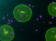 Take the Biocompare Quiz: Fluorophores, Nanobodies, and More