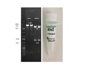 Plasmid Restriction Mapping Using AhdI Enzyme