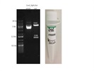 Diagnostic Restriction Mapping Of The Plasmid Constructs Using ZraI Restriction Enzyme