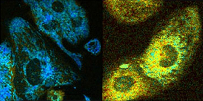 cell fluorescence