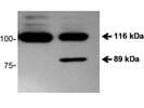 Excellent Antibody For Detection Of Full Length And Cleaved PARP-1 By Western Blotting