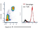 Specific Monoclonal Anti-C1qA For Flow Cytometry