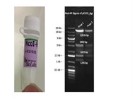 Diagnostic Restriction Mapping Of The Plasmid Construct With NcoI-HF