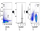Isolating CD4 T Cells