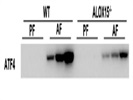 ATF-4 Antibody