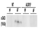 Cleaved Caspase-3 Antibody