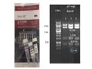 Diagnostic Restriction Mapping Cloned Plasmid Constructs From E.Coli Cells Using NotI-HF
