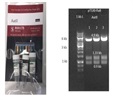 Diagnostic Restriction Mapping The Plasmid Construct With AatII