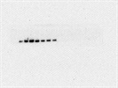Nice Cadherin Antibody