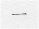 Excellent Antibody and Very Easy To Use