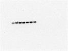 Average beta-Catenin Antibody