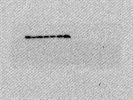 Good Western Blot Antibody