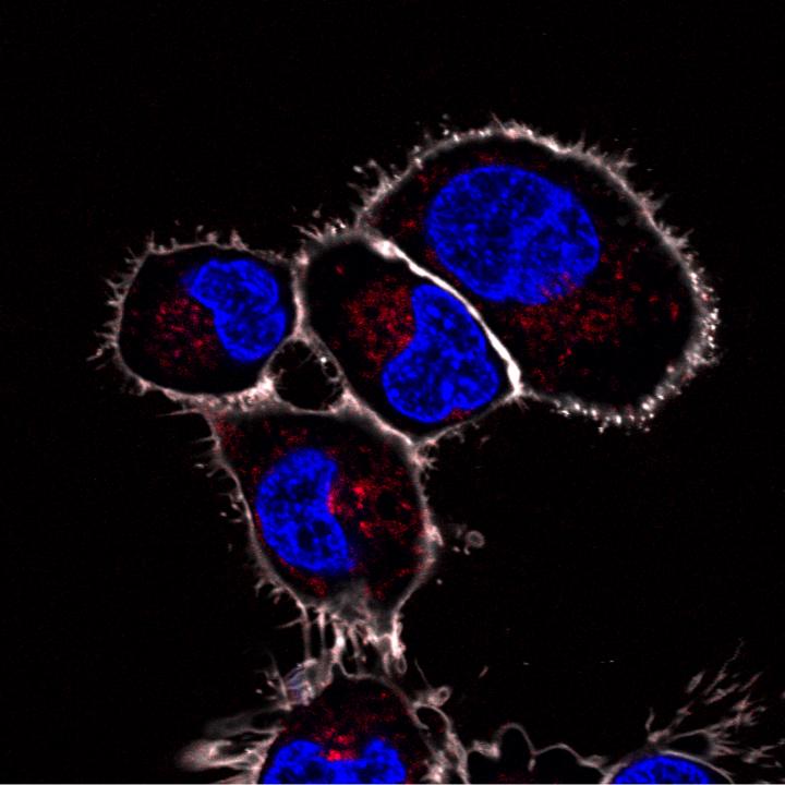 artificial organelles injected into zebrafish