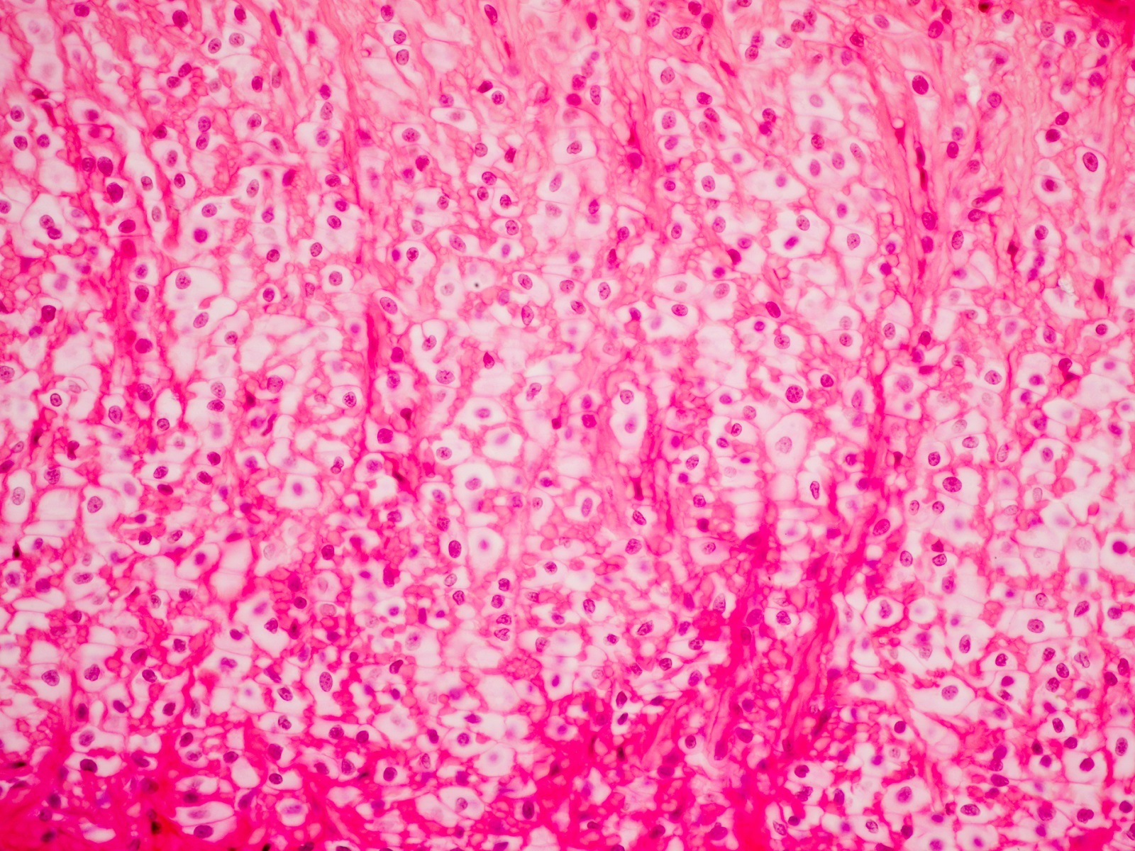  Recommended Cell Line Verification Tests