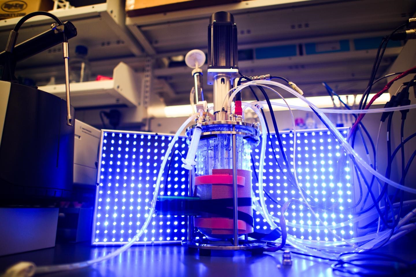 Used to Control Metabolic Engineering The