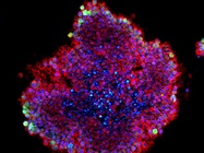 Better Biology Drives HCS Advances