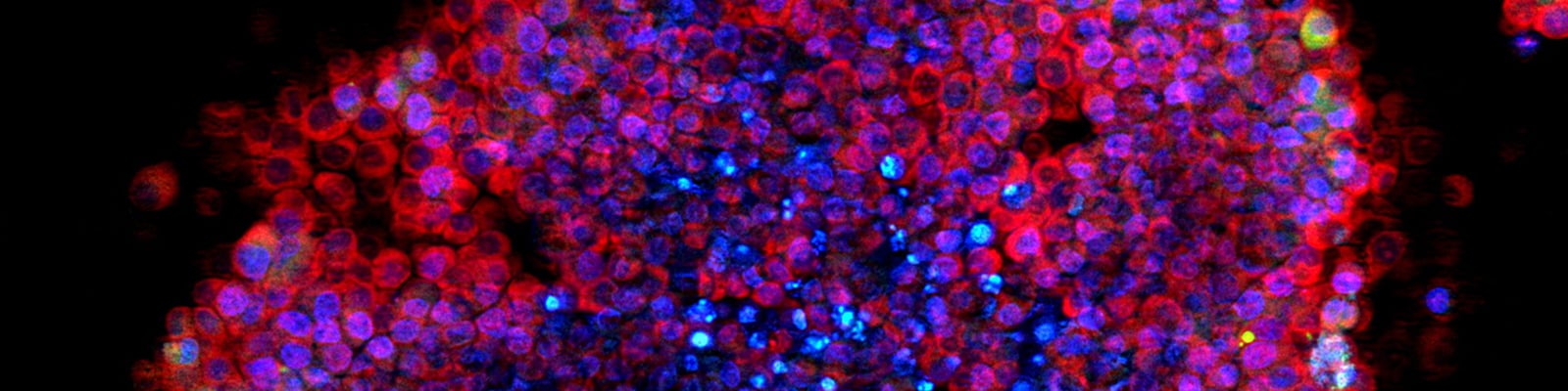  Better Biology Drives HCS Advances