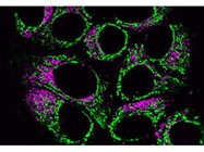 MitoView Dyes