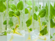 Therapeutic Proteins from Plants