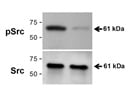 Good Antibody To Detect Activated Src