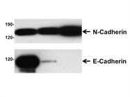 Excellent Antibody To Detect N-Cadherin By Western Blotting