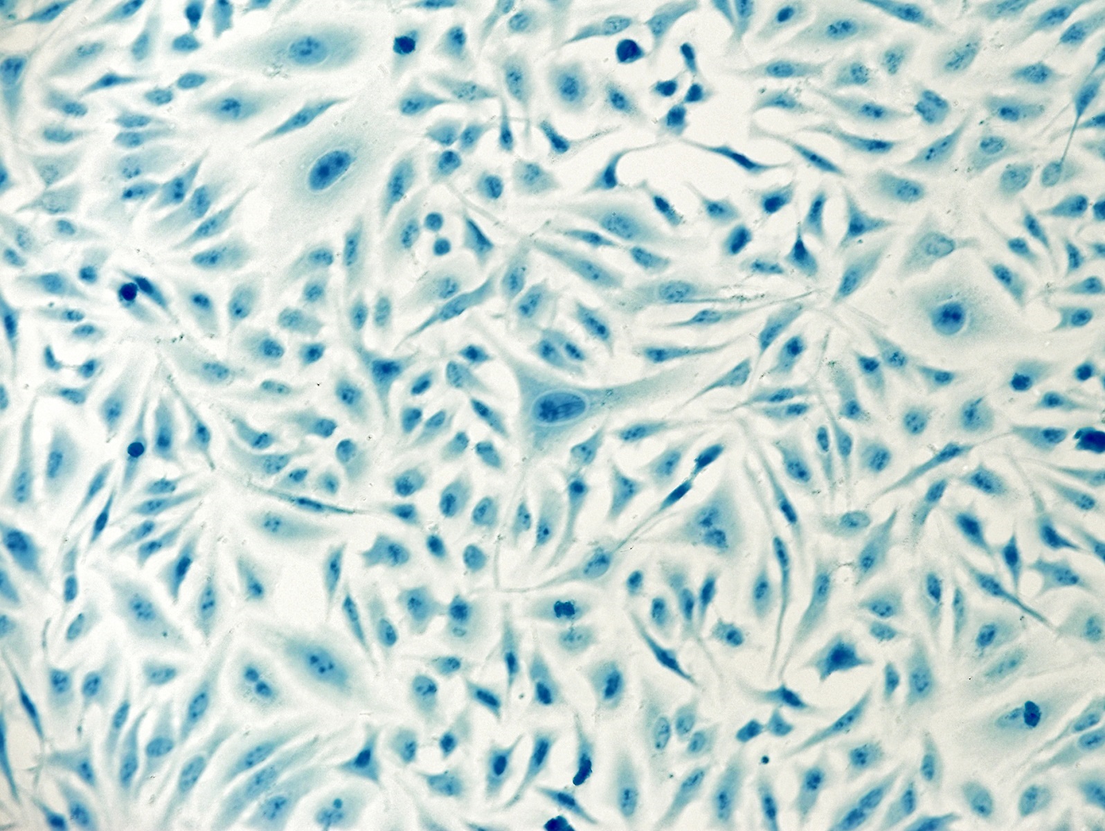  Cell Lines Revealed to be Misidentified