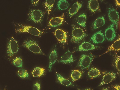  Ten Tips for Optimizing Cell-Based Assays