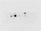 Good ACTR2 Antibody