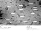 Isolating Cell Culture Exosomes