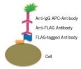 Better Hybridoma Screening