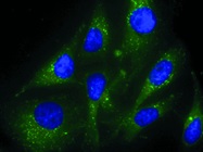 CYTO-ID &reg; Autophagy Detection Kit 2.0