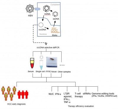 Hepatitis B virus (HBV) closed circular DNA (cccDNA) detection