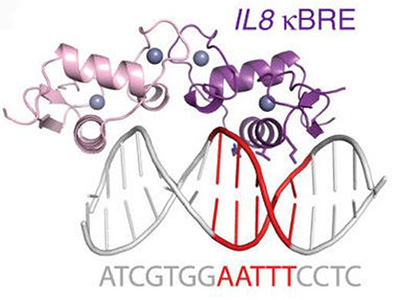 GR Binding to kBRE Site