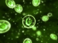 A Window into Cells