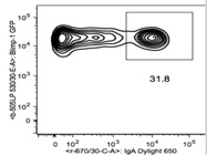 Very Good Anti-Mouse IgA Antibody For Flow Cytometry