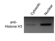 Great Histone H3 Antibody