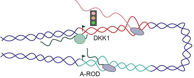 long non-coding RNA lassos proteins