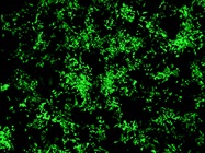 Transient Protein Expression