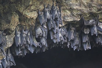 egyptian rousette bats