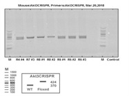 Genotyping Floxed Mice