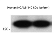 Good Antibody To Detect Human NCAM