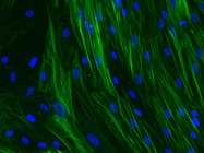 Cell-Based Assays Keep Growing