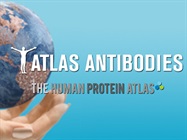 Watch Video: Atlas Antibodies Demos The Human Protein Atlas online