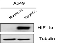 Great Antibody for HIF-1a Western Blot