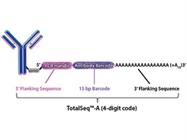 TotalSeq Antibody-Oligonucleotide Conjugates