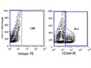 CD309 Monoclonal Antibody
