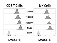 Smad3 Antibody