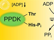 Detecting Phosphorylation
