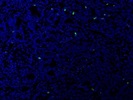 Antibody Stains Actively Proliferating Cells Well